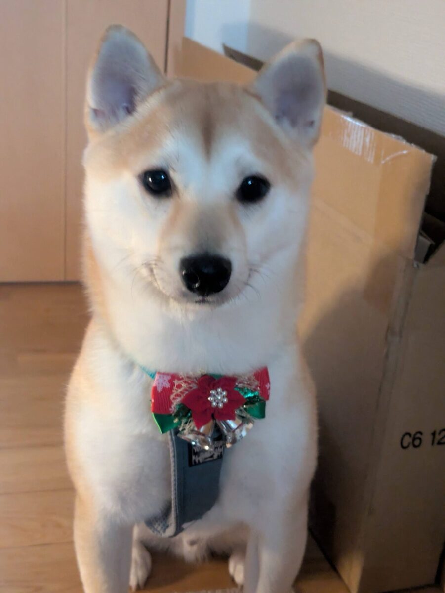 クリスマス犬2025