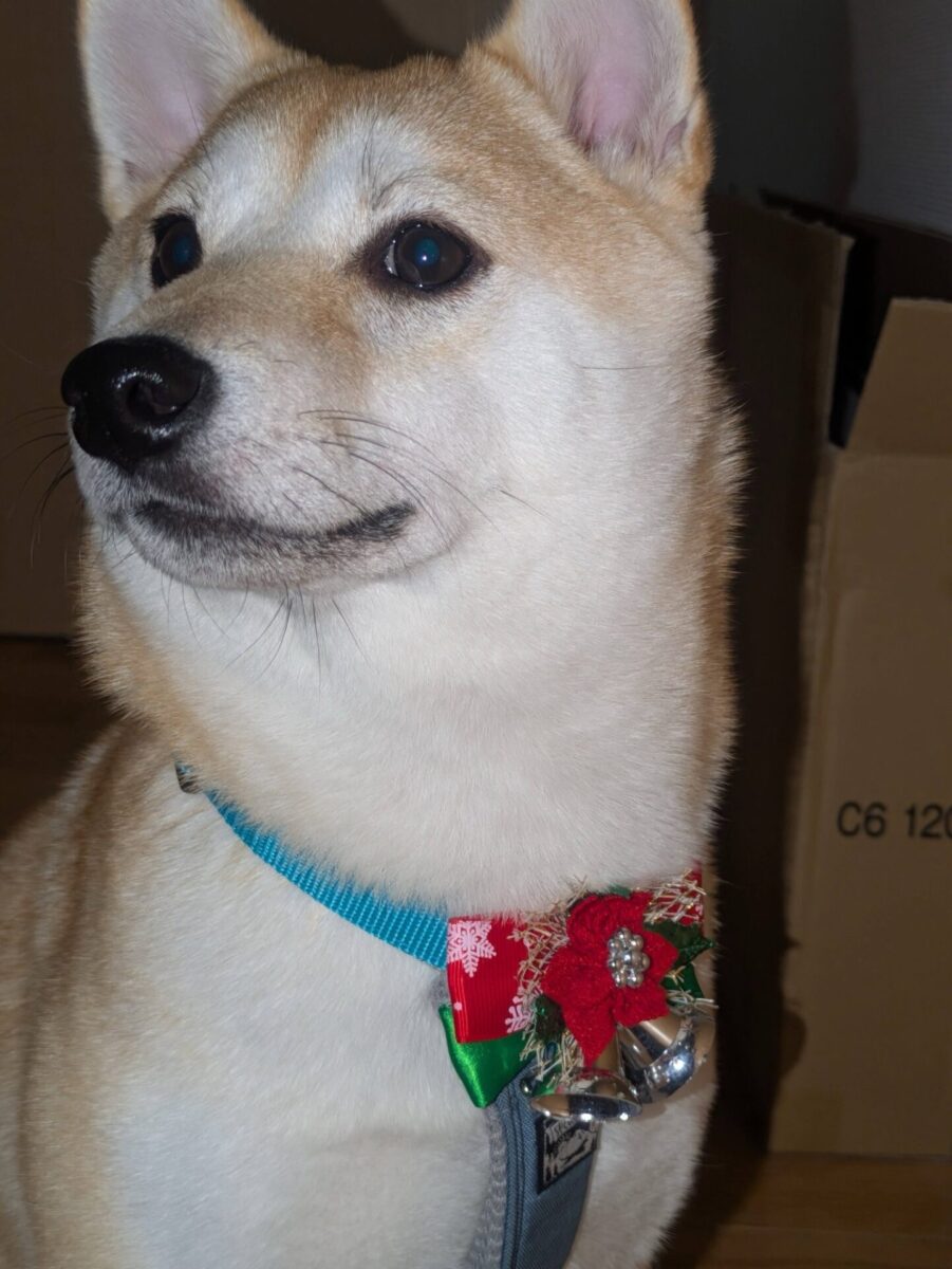 クリスマス犬2025